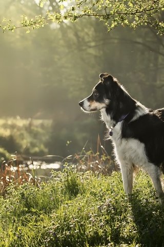 Обои трава, природа, собака, друг, бордер колли, grass, nature, dog, each, border collie разрешение 1920x1282 Загрузить