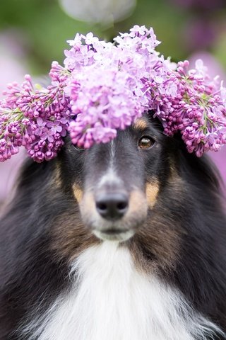 Обои цветы, собака, размытость, венок, сирень, колли, шотландская овчарка, flowers, dog, blur, wreath, lilac, collie, scottish shepherd разрешение 2048x1365 Загрузить