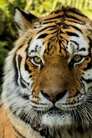 Обои тигр, морда, взгляд, хищник, большая кошка, tiger, face, look, predator, big cat разрешение 2880x1800 Загрузить