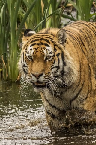 Обои тигр, водоем, хищник, большая кошка, камыш, tiger, pond, predator, big cat, reed разрешение 2225x1400 Загрузить