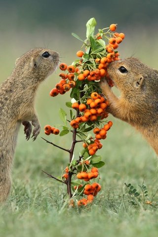 Обои трава, ягоды, рябина, грызуны, суслики, grass, berries, rowan, rodents, gophers разрешение 4886x2748 Загрузить