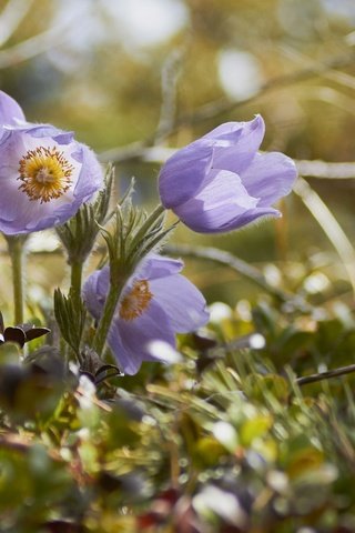 Обои трава, весна, анемон, сон-трава, прострел, grass, spring, anemone, sleep-grass, cross разрешение 2048x1365 Загрузить