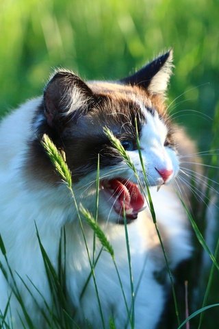 Обои трава, кот, кошка, взгляд, колоски, зубы, язык, оскал, grass, cat, look, spikelets, teeth, language, grin разрешение 1920x1280 Загрузить