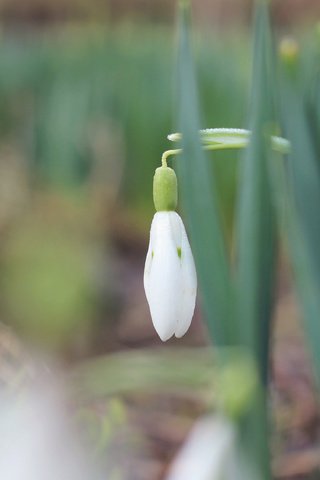 Обои трава, природа, макро, фон, весна, подснежники, первоцвет, боке, grass, nature, macro, background, spring, snowdrops, primrose, bokeh разрешение 4000x2250 Загрузить