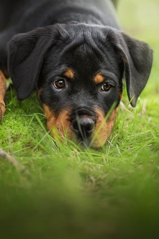 Обои трава, мордочка, взгляд, собака, щенок, ротвейлер, grass, muzzle, look, dog, puppy, rottweiler разрешение 2048x1365 Загрузить