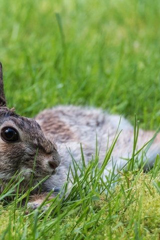 Обои трава, природа, животное, уши, заяц, зайчик, grass, nature, animal, ears, hare, bunny разрешение 3637x2428 Загрузить