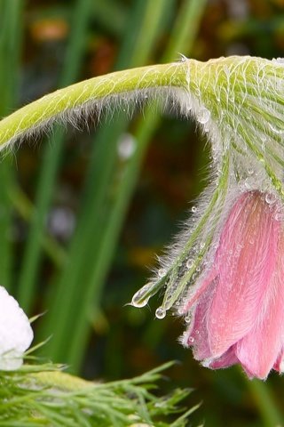 Обои снег, цветок, весна, розовые, капли воды, сон-трава, прострел, snow, flower, spring, pink, water drops, sleep-grass, cross разрешение 2048x1327 Загрузить