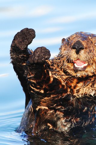 Обои вода, мордочка, взгляд, животное, лапки, выдра, water, muzzle, look, animal, legs, otter разрешение 1920x1200 Загрузить