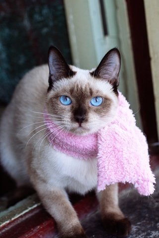 Обои кошка, взгляд, мордашка, окно, голубые глаза, сиамская, шарфик, cat, look, face, window, blue eyes, siamese, scarf разрешение 2048x1152 Загрузить