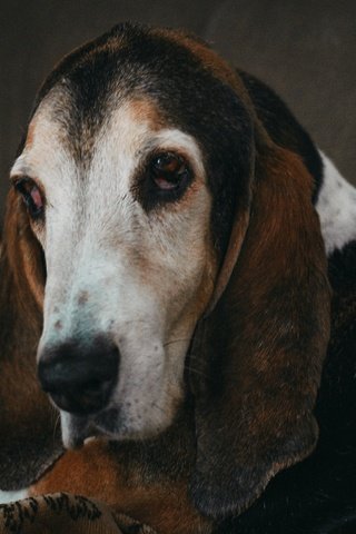 Обои мордочка, взгляд, собака, уши, бассет-хаунд, muzzle, look, dog, ears, the basset hound разрешение 5184x3456 Загрузить