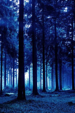 Обои деревья, природа, лес, стволы, сумрак, trees, nature, forest, trunks, twilight разрешение 1920x1200 Загрузить