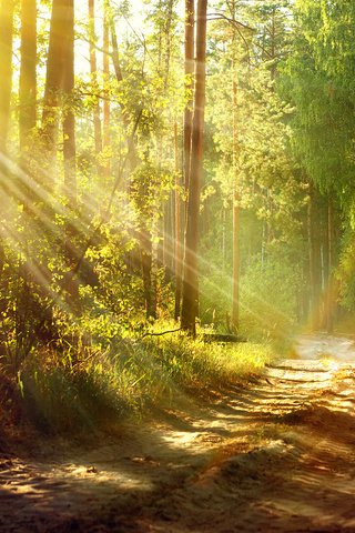 Обои дорога, деревья, солнце, природа, лес, лето, road, trees, the sun, nature, forest, summer разрешение 3840x2400 Загрузить