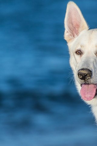 Обои морда, собака, язык, белая швейцарская овчарка, face, dog, language, the white swiss shepherd dog разрешение 1920x1200 Загрузить