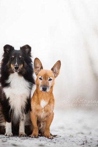 Обои природа, зима, взгляд, друзья, собаки, шелти, dackelpup, nature, winter, look, friends, dogs, sheltie разрешение 1920x1200 Загрузить