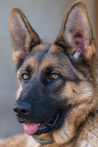 Обои морда, собака, язык, немецкая овчарка, face, dog, language, german shepherd разрешение 1920x1200 Загрузить