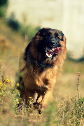 Обои цветы, собака, язык, немецкая овчарка, flowers, dog, language, german shepherd разрешение 2880x1800 Загрузить