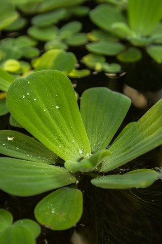 Обои макро, капли, пруд, растение, пистия, водный салат, macro, drops, pond, plant, piste, water lettuce разрешение 1920x1200 Загрузить