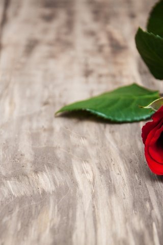 Обои цветок, роза, лепестки, бутон, красная роза, деревянная поверхность, flower, rose, petals, bud, red rose, wooden surface разрешение 2880x1800 Загрузить