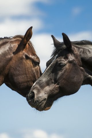 Обои небо, лошади, кони, the sky, horse, horses разрешение 1920x1200 Загрузить