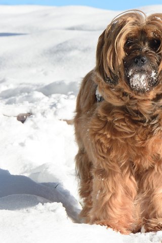 Обои снег, зима, мордочка, взгляд, собака, тибетский терьер, snow, winter, muzzle, look, dog, the tibetan terrier разрешение 2880x1800 Загрузить