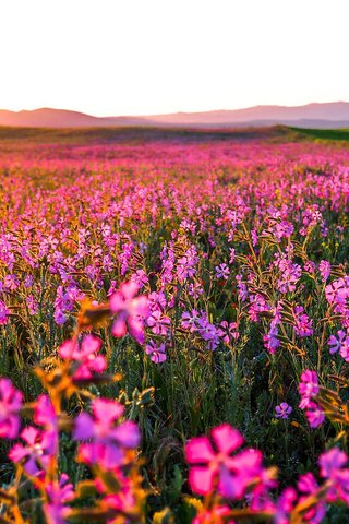 Обои цветы, природа, утро, поле, горизонт, рассвет, flowers, nature, morning, field, horizon, dawn разрешение 1920x1080 Загрузить