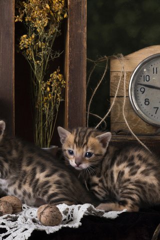 Обои кошки, котята, натюрморт, бенгальская кошка, cats, kittens, still life, bengal cat разрешение 2560x1600 Загрузить