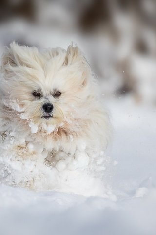 Обои снег, зима, собака, болонка, snow, winter, dog, lapdog разрешение 1920x1080 Загрузить