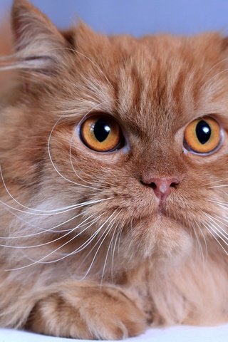 Обои кот, мордочка, усы, кошка, взгляд, рыжая, пушистая, cat, muzzle, mustache, look, red, fluffy разрешение 1920x1200 Загрузить