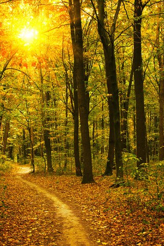 Обои деревья, природа, лес, стволы, осень, тропинка, солнечный свет, trees, nature, forest, trunks, autumn, path, sunlight разрешение 1920x1200 Загрузить