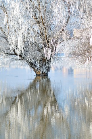 Обои озеро, природа, зима, отражение, иней, ивы, lake, nature, winter, reflection, frost, willow разрешение 3840x2400 Загрузить