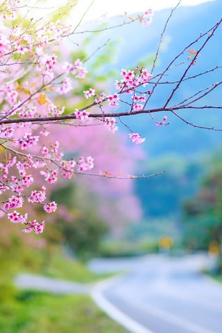 Обои природа, цветение, весна, сакура, nature, flowering, spring, sakura разрешение 1920x1200 Загрузить