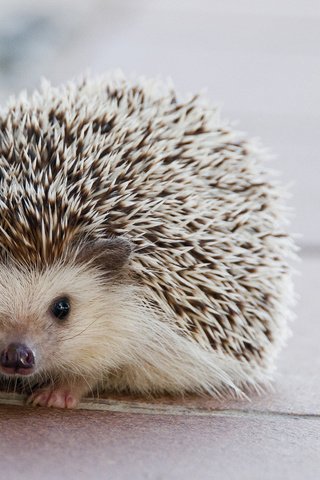 Обои глаза, взгляд, ежик, еж, eyes, look, hedgehog разрешение 2880x1800 Загрузить