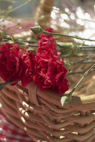 Обои цветы, лепестки, красные, корзина, гвоздики, carnations, flowers, petals, red, basket, clove разрешение 2048x1362 Загрузить