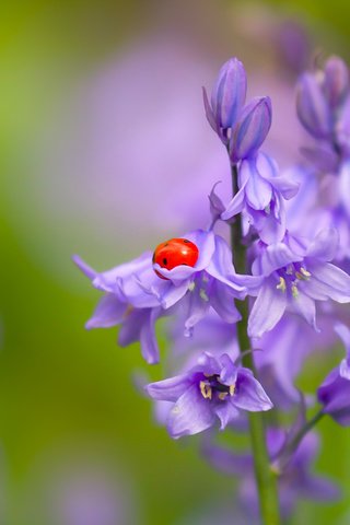 Обои цветы, природа, макро, насекомое, божья коровка, колокольчики, боке, flowers, nature, macro, insect, ladybug, bells, bokeh разрешение 2400x1623 Загрузить