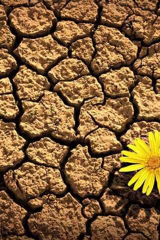 Обои земля, желтый, цветок, лепестки, трещины, засуха, earth, yellow, flower, petals, cracked, drought разрешение 1920x1080 Загрузить