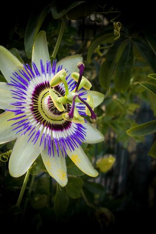 Обои цветок, черный фон, пассифлора, flower, black background, passionflower разрешение 5464x3525 Загрузить