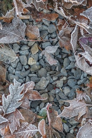 Обои камни, листья, иней, осень, stones, leaves, frost, autumn разрешение 4896x3264 Загрузить