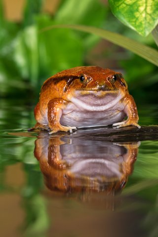 Обои вода, отражение, лягушка, пруд, жаба, water, reflection, frog, pond, toad разрешение 5464x3648 Загрузить