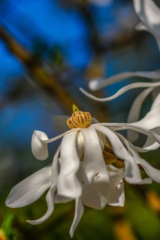 Обои цветы, цветение, весна, белые, магнолия, flowers, flowering, spring, white, magnolia разрешение 6000x4000 Загрузить