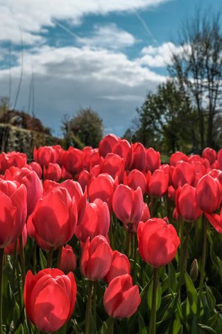 Обои небо, цветы, облака, деревья, весна, тюльпаны, тюльпаныl, the sky, flowers, clouds, trees, spring, tulips разрешение 6000x3376 Загрузить