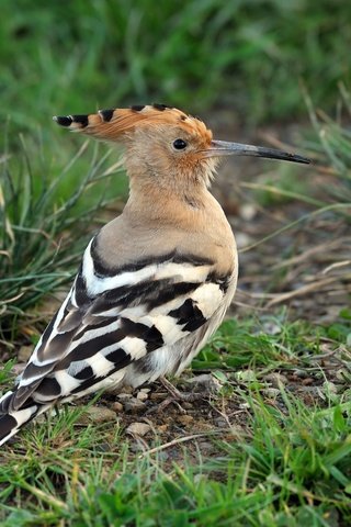 Обои трава, животные, птицы, клюв, перья, удод, grass, animals, birds, beak, feathers, hoopoe разрешение 2048x1363 Загрузить