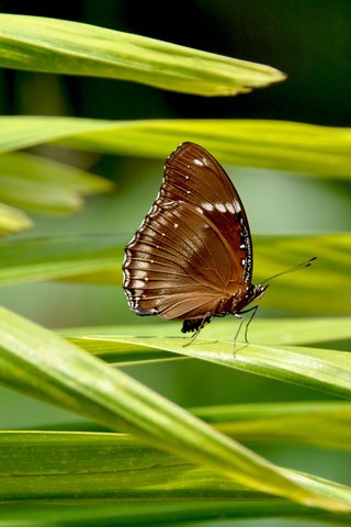 Обои трава, макро, насекомое, бабочка, крылья, лунная бабочка, hypolimnus bolin, grass, macro, insect, butterfly, wings разрешение 2560x1600 Загрузить