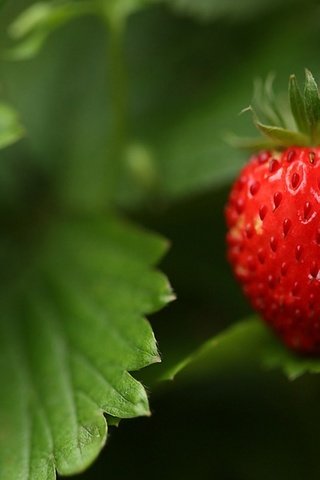 Обои трава, природа, лес, листья, макро, лето, ягода, земляника, grass, nature, forest, leaves, macro, summer, berry, strawberries разрешение 1920x1200 Загрузить