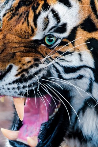 Обои тигр, морда, усы, взгляд, клыки, хищник, дикая кошка, tiger, face, mustache, look, fangs, predator, wild cat разрешение 3840x2160 Загрузить