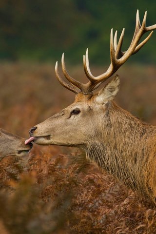 Обои растения, рога, олени, язык, поцелуй, дикая природа, plants, horns, deer, language, kiss, wildlife разрешение 2500x1667 Загрузить