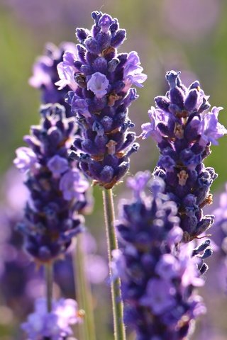 Обои цветы, макро, лаванда, flowers, macro, lavender разрешение 5184x3182 Загрузить