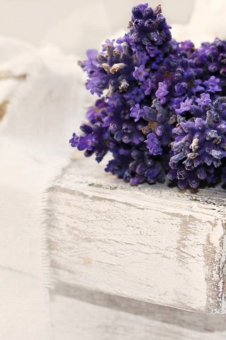 Обои цветы, лаванда, книги, лента, flowers, lavender, books, tape разрешение 5184x3135 Загрузить