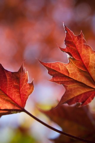 Обои природа, листья, листва, осень, клен, кленовый лист, крупным планом, nature, leaves, foliage, autumn, maple, maple leaf, closeup разрешение 6002x3812 Загрузить