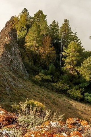 Обои деревья, горы, склон, горный хребет, хребет, марина фомина, trees, mountains, slope, mountain range, ridge, marina fomina разрешение 1920x1213 Загрузить