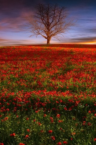 Обои цветы, вечер, природа, дерево, закат, поле, красные, маки, flowers, the evening, nature, tree, sunset, field, red, maki разрешение 2048x1152 Загрузить